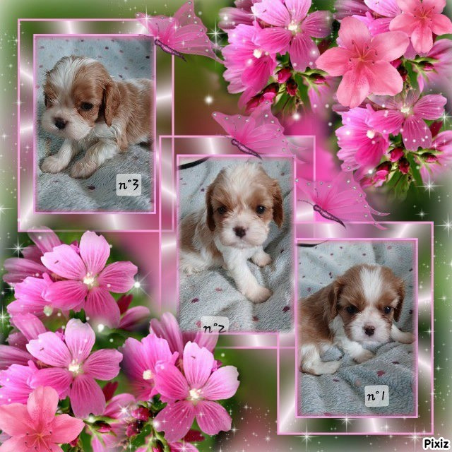 jolis bébés disponibles chez mon amie élevage du mont des crocs blanc et chez mon amie élevage des amours de la palatine