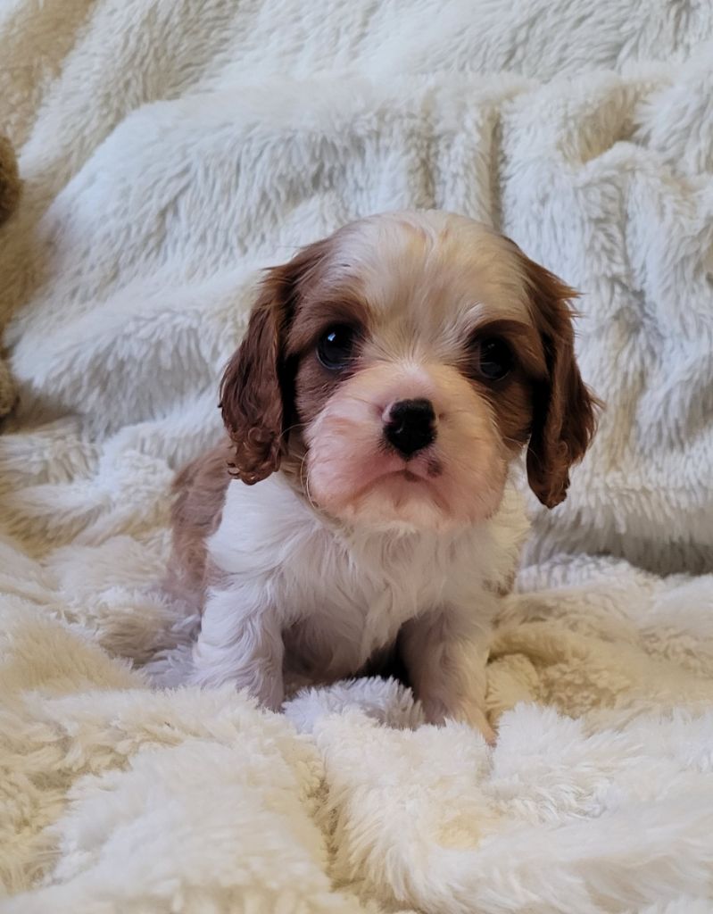 de la cascade de blangy - Chiots disponibles - Cavalier King Charles Spaniel