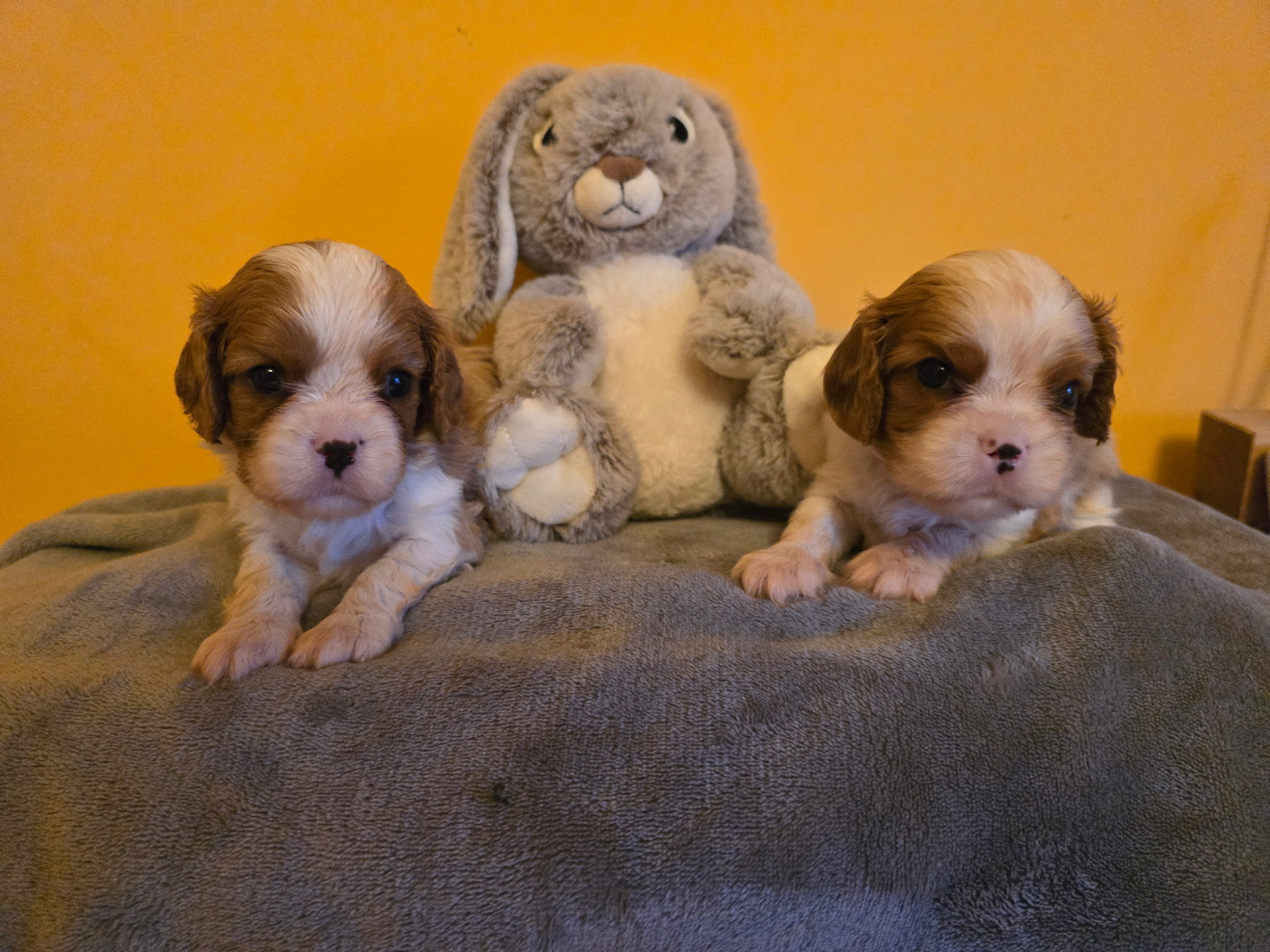 de la cascade de blangy - Chiots disponibles - Cavalier King Charles Spaniel