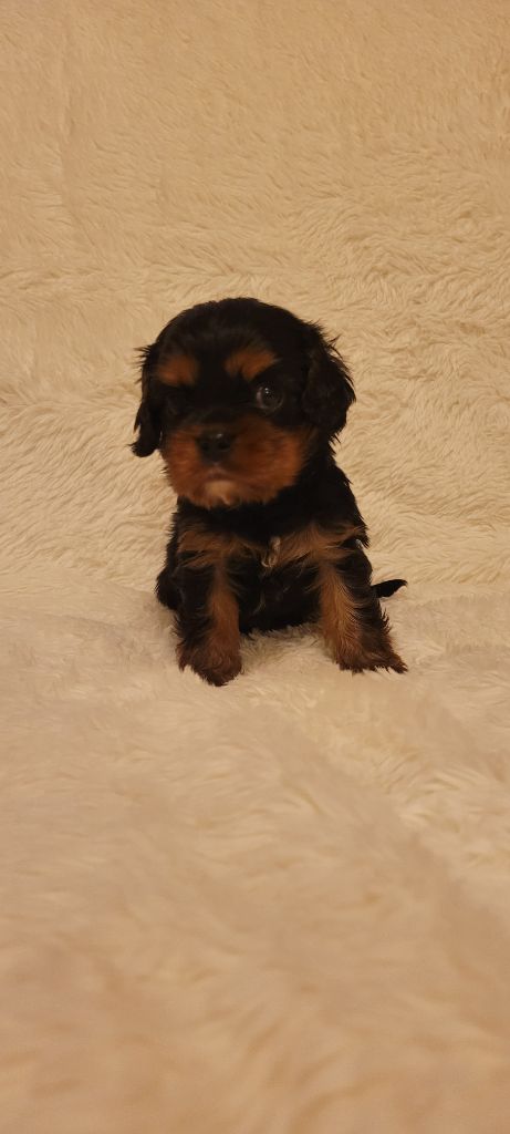 de la cascade de blangy - Chiots disponibles - Cavalier King Charles Spaniel