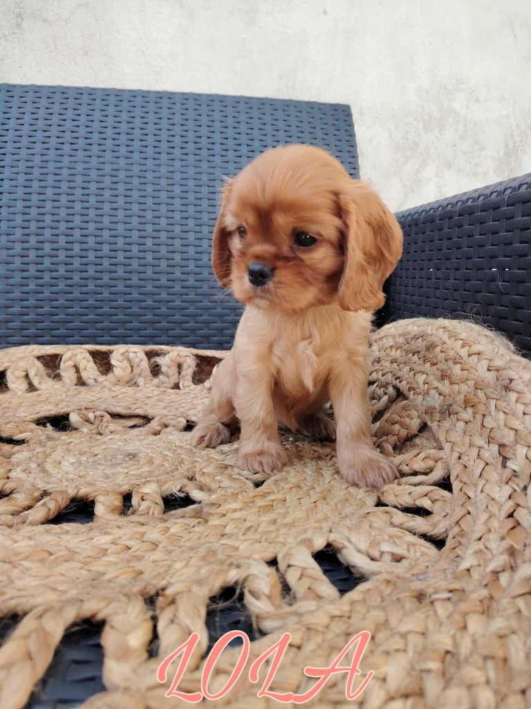 de la cascade de blangy - Chiots disponibles - Cavalier King Charles Spaniel