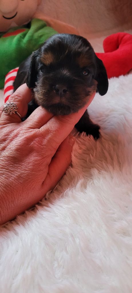 de la cascade de blangy - Chiots disponibles - Cavalier King Charles Spaniel