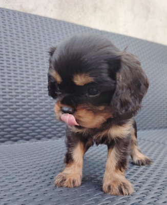 CHIOT 1