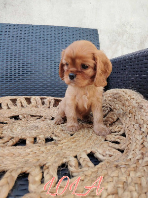 ALLO LOLA