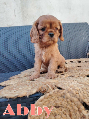 CHIOT 2