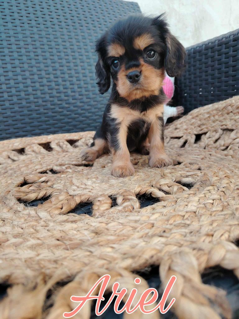 de la cascade de blangy - Chiots disponibles - Cavalier King Charles Spaniel