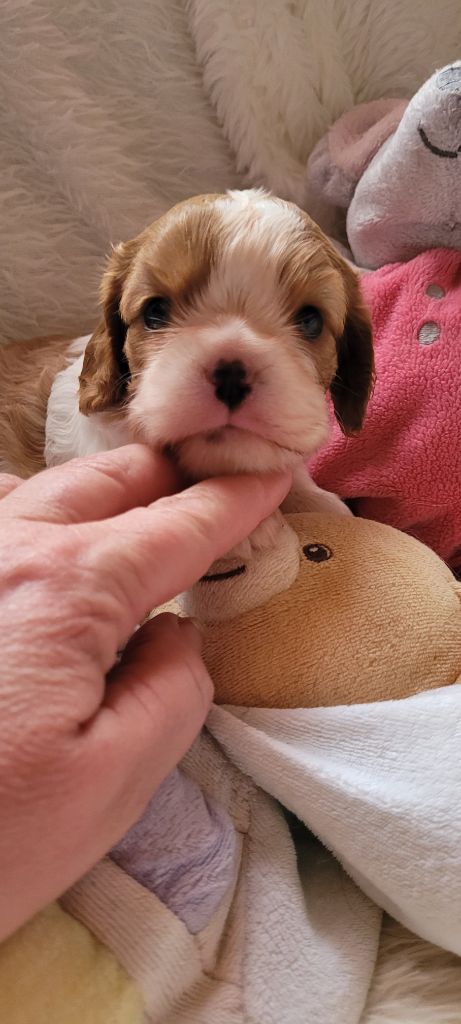 de la cascade de blangy - Chiots disponibles - Cavalier King Charles Spaniel
