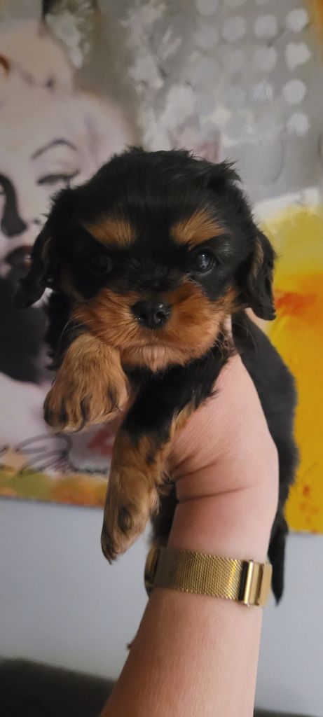 de la cascade de blangy - Chiots disponibles - Cavalier King Charles Spaniel